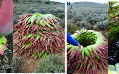 Method of wild harvesting of Aloe Ferox