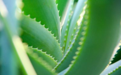 What is Aloe Ferox