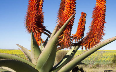 Did you know this about Aloe Ferox?